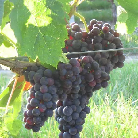 Couette-café La Halte De Segondignac 3*