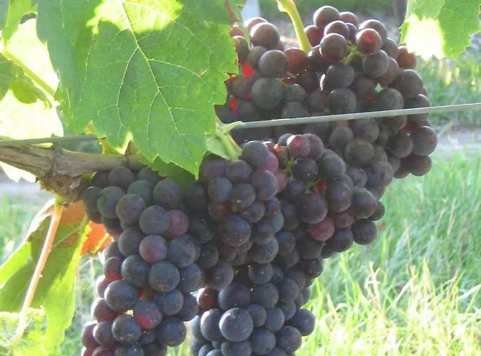 Bed and breakfast La Halte De Segondignac 3*